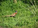 Local pheasant